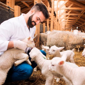 Engenharia Agronômica: Zootecnia e Zoologia Agrícola