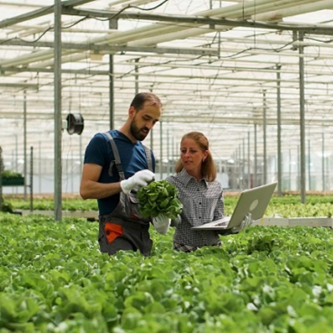 Negócios Agroalimentares com Foco em Produção Vegetal