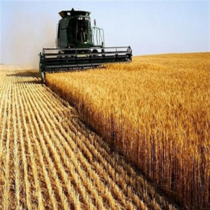 Negócios Agroalimentares com Foco em Produção Animal