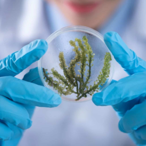 Biologia Molecular, Genética Avançada e Biotecnologia