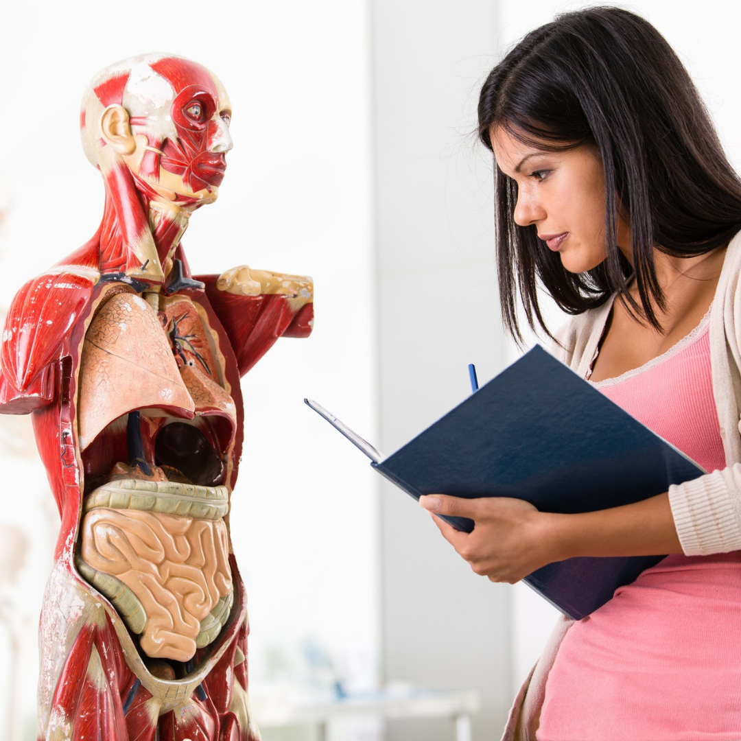 Anatomia e Patologias Associadas