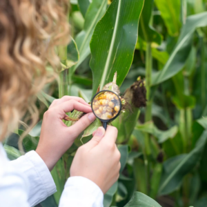 Engenharia Agronômica: Ênfase em Manejo de Pragas e Agricultura